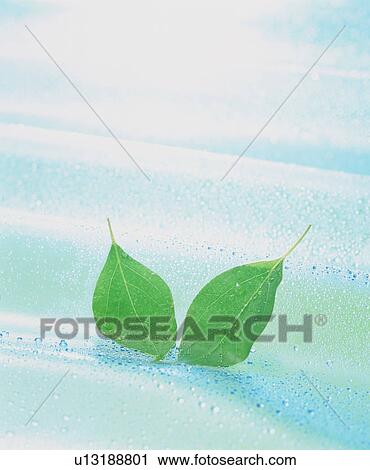 Stock Image - Two leaves on rippling wet surface. Fotosearch