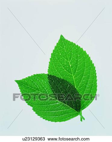 Two leaves View Large Photo Image Stock Image - Two leaves. Fotosearch