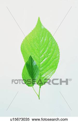 Stock Photography - Two leaves. Fotosearch