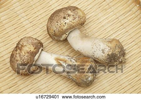 Stock Image - Two mushrooms. Fotosearch