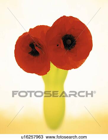 Stock Image - Two poppies in a yellow vase. Fotosearch