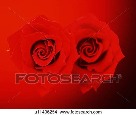 Picture - Two red roses against a red background. Fotosearch