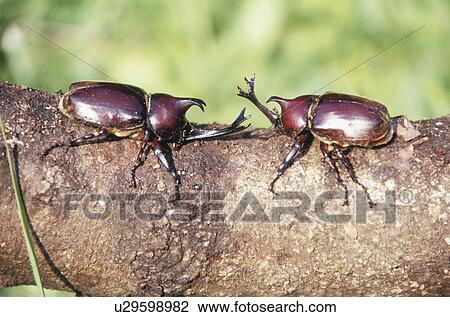 Stock Image - Two rhinoceros beetles fighting. Fotosearch