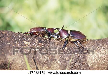 Two rhinoceros beetles fighting View Large Photo Image Stock Photo - Two rhinoceros beetles fighting. Fotosearch