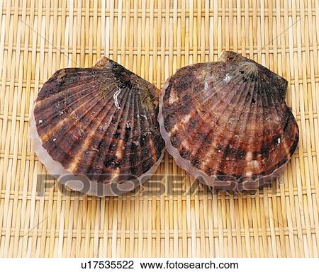 Stock Image - Two scallop shells. Fotosearch