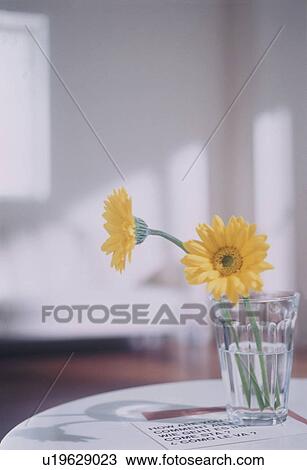 Stock Image - Two yellow flowers in water glass. Fotosearch