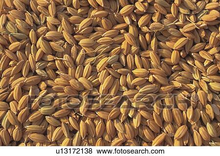 Stock Photo - Unhulled rice. Fotosearch