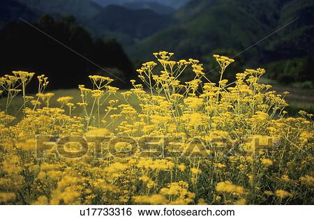 Stock Photograph - Valerianaceae flowers. Fotosearch