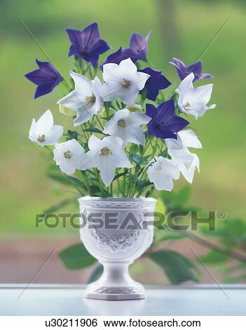 Stock Photograph - Vase of balloon flowers. Fotosearch