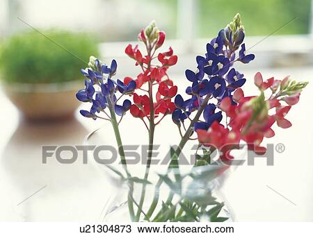 Vase of lupine, bluebonnet and campanula View Large Photo Image Stock Image - Vase of lupine, bluebonnet and campanula. Fotosearch