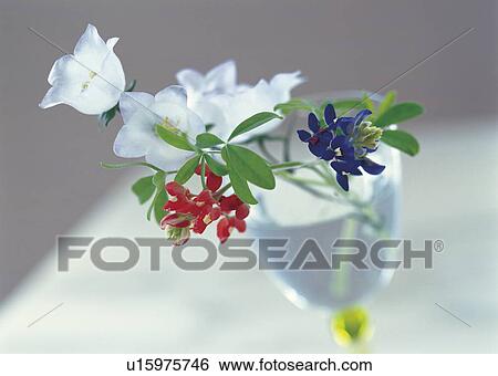 Stock Photograph - Vase of lupine, bluebonnet and campanula. Fotosearch
