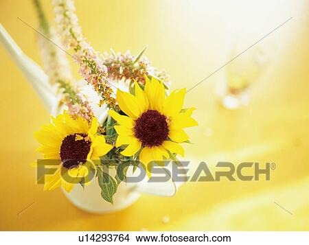 Vase of sunflowers View Large Photo Image Picture - Vase of sunflowers. Fotosearch