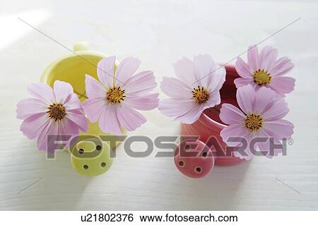 Vases of cosmos, white background View Large Photo Image Stock Photograph - Vases of cosmos, white background. Fotosearch