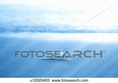 Stock Image - Venus comb murex on sea shore. Fotosearch
