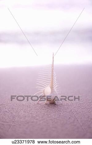 Stock Photo - Venus comb murex sea snail. Otsu, Shiga Prefecture, Japan. Fotosearch