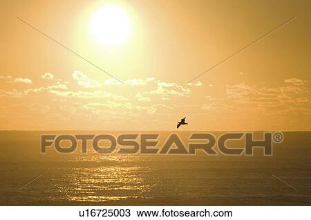 Stock Image - Vibrant Yellow Sky at Dawn. Fotosearch