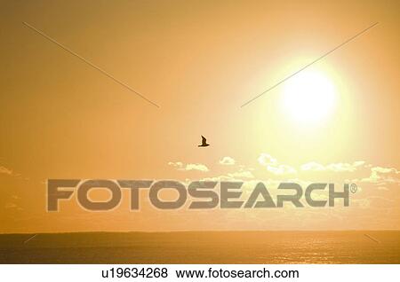 Stock Photo - Vibrant Yellow Sky at Dawn. Fotosearch