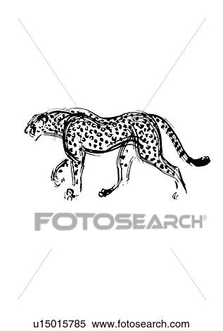 Stock Photography - Walking Leopard, Black Ink Illustration. Fotosearch