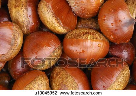 Stock Image - Washed chestnuts. Fotosearch