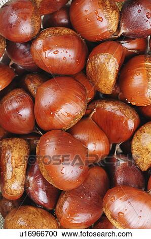 Stock Image - Washed chestnuts. Fotosearch