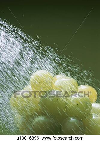 Washing Muscat grapes View Large Photo Image Stock Photograph - Washing Muscat grapes. Fotosearch