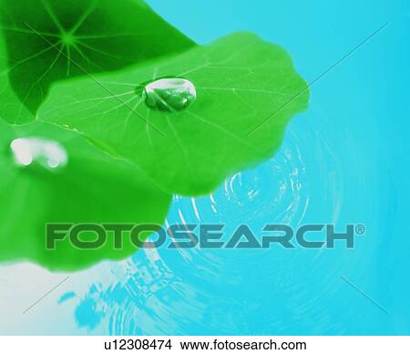 Picture - Water drop on a lily pad. Fotosearch
