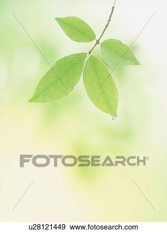 Stock Photo - Water drop on leaf, close up. Fotosearch
