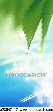 Stock Photo - Water drop on tree leaf. Fotosearch