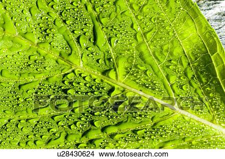 Water droplets on green leaf View Large Photo Image Picture - Water droplets on green leaf. Fotosearch