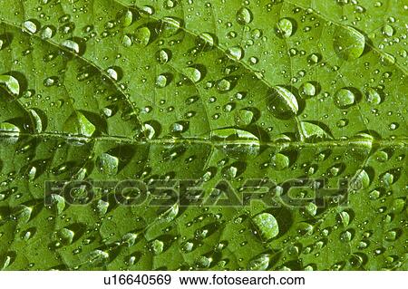 Stock Photo - Water droplets on green leaf. Fotosearch