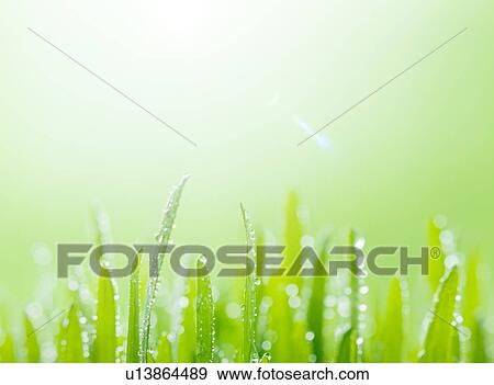 Water drops on grass, close up, green background, copy space View Large Photo Image Stock Photo - Water drops on grass, close up, green background, copy space. Fotosearch