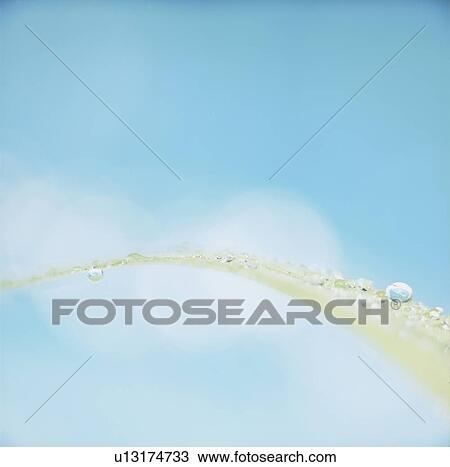 Stock Image - Water drops on leaf, close up, blue background, defocused. Fotosearch