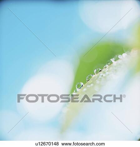 Stock Photo - Water drops on leaf, close up, blue background, defocused. Fotosearch