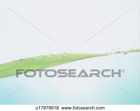 Water drops on leaf, close up, blue background View Large Photo Image Stock Photo - Water drops on leaf, close up, blue background. Fotosearch