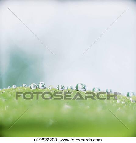 Stock Image - Water drops on leaf, close up, defocused. Fotosearch