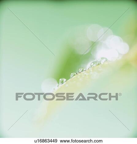 Stock Photo - Water drops on leaf, close up, defocused. Fotosearch