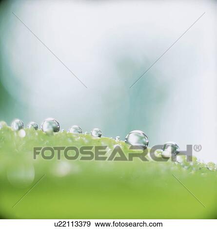 Stock Photo - Water drops on leaf, close up, defocused. Fotosearch