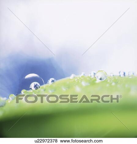 Stock Photo - Water drops on leaf, close up, defocused. Fotosearch