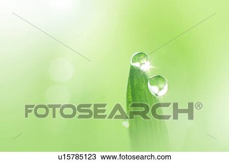 Water drops on leaf, close up, green background, lens flare, copy space View Large Photo Image Stock Image - Water drops on leaf, close up, green background, lens flare, copy space. Fotosearch