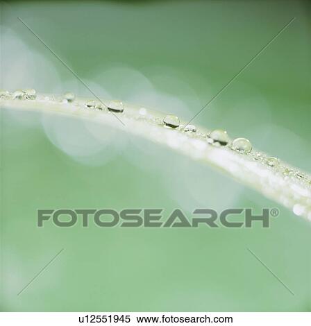 Stock Photography - Water drops on leaf, close up, green background, defocused. Fotosearch