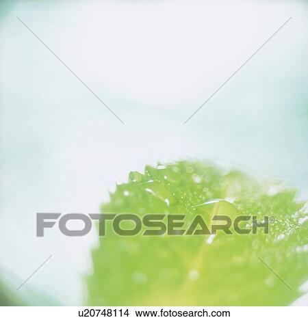 Water drops on leaf, close up View Large Photo Image Picture - Water drops on leaf, close up. Fotosearch