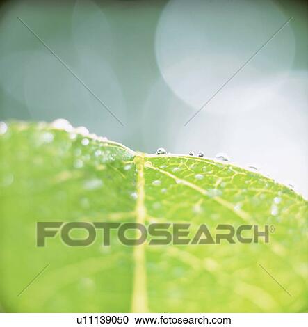 Stock Image - Water drops on leaf, close up. Fotosearch