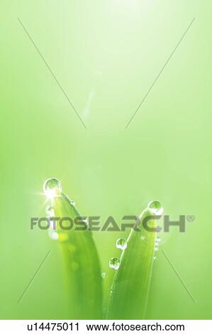 Water drops on leaves, close up, green background, lens flare View Large Photo Image Stock Image - Water drops on leaves, close up, green background, lens flare. Fotosearch