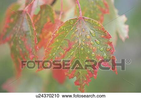 Water drops on maple leaves, close up View Large Photo Image Stock Image - Water drops on maple leaves, close up. Fotosearch