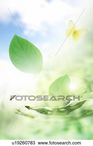 Stock Image - Water, fresh leaves and a butterfly. Fotosearch