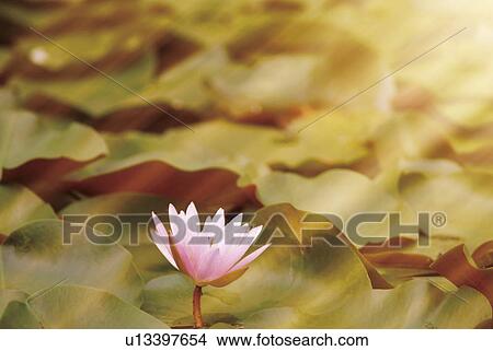 Picture - Water lily. Fotosearch