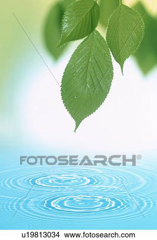Water ripples under tree leaves View Large Photo Image Picture - Water ripples under tree leaves. Fotosearch
