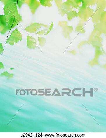 Picture - Water ripples under tree leaves. Fotosearch