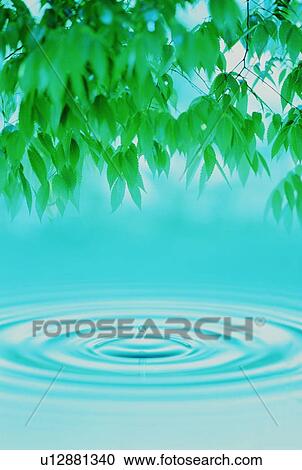 Water ripples under tree leaves View Large Photo Image Stock Image - Water ripples under tree leaves. Fotosearch