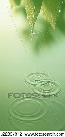 Stock Image - Water ripples under tree leaves. Fotosearch